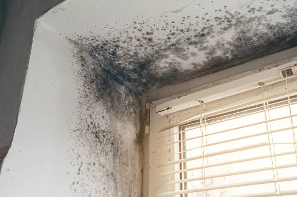 Affordable Mold Inspection And Testing solutions in Long Branch, NJ